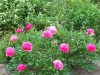Paeonia lactiflora 'Sarah Bernhardt'