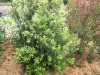 Quercus ilex