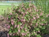 Ribes sanguineum