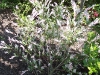 Salix integra 'Hakuro-Nishiki'