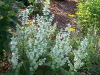 Salvia sclarea 'Vatican White'