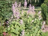 Salvia sclarea