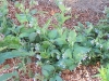 Symphytum 'Bocking 14'