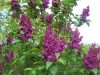 Syringa vulgaris Bleu