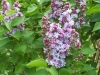 Syringa vulgaris Rose