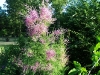 Tamarix ramosissima