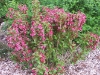 Weigela florida
