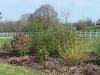 Bosquet du potager 01