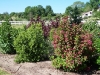 Bosquet du potager 05