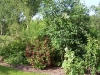 Bosquet du potager 06