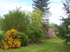 Bosquet du potager 11
