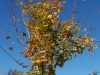 Acer cappadocicum 'Rubrum'