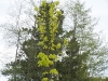 Acer platanoides 'Princeston Gold'