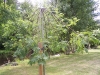 Fraxinus excelsior 'Pendula'