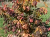 Parrotia persica