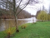 Salix viminalis