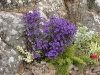 Aster dumosus 'Peter Harrisson'