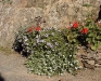 Bacopa 'Supernova Blanc'
