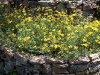 Bidens ferulifolia 'Golden Star'