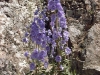 Delphinium 'Guinevere'