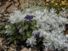 Heliotropium arborescens