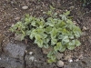 Lamium maculatum