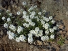 Lobularia maritima