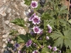 Malva sylvestris