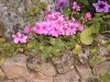Pelargonium 'Leopard'