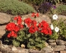 Pelargonium série Avanti rouge