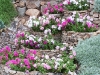 Petunia cascade double