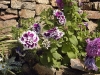 Petunia 'Fanfare'