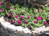 Petunia 'Reflexion purple'