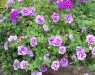 Petunia 'Tumbellina Priscilla'