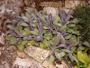 Salvia officinalis 'Purpurascens'