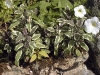Salvia officinalis 'Tricolor'