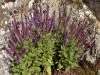Salvia superba