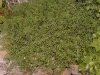 Satureja montana 'Prostata'