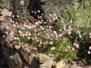 Saxifraga arendsii