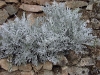 Senecio cineraria