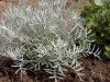 Senecio viravira