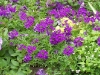 Verbena 'Tapien Salmon'