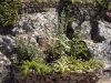 Corbeilles de la rocaille 01