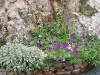 Corbeilles de la rocaille 07