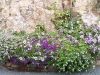 Corbeilles de la rocaille 08
