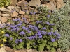 Ageratum houstonianum