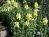 Antirrhinum majus 'Ribbon jaune' F1