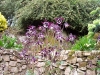 Aquilegia 'Black and White'