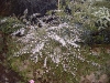 Aster ericoides 'Pink Cloud'