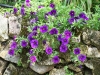 Calibrachoa 'Callie bleu'